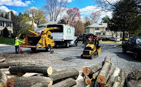 How Our Tree Care Process Works  in Napoleon, OH